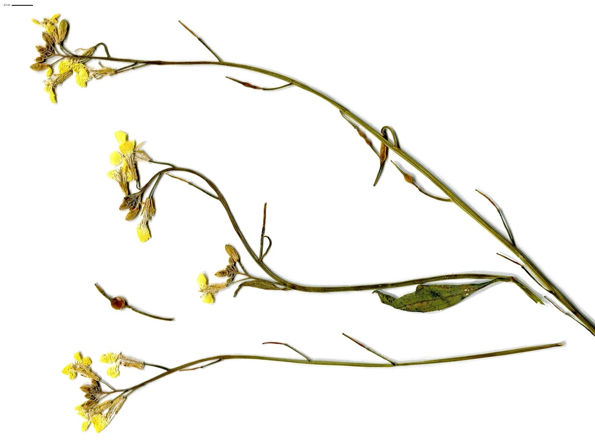Raphanus raphanistrum subsp. landra (Brassicaceae)